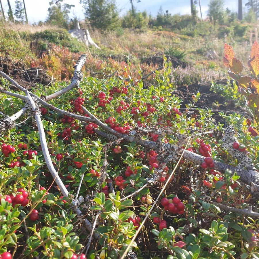 Hébergement de vacances Near Lake&beautiful Nature Reserve. Bodafors